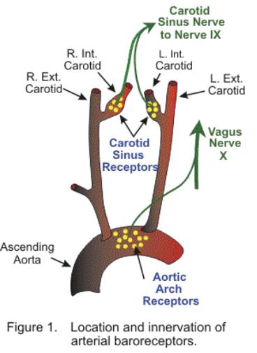 Reflexkontroll av hjärtat Baroreceptorer i carotis- och aortasinus samt i de stora venerna och i