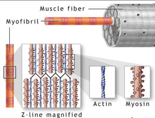 Muskelcellens uppbyggnad Aktinmolekyler bildar