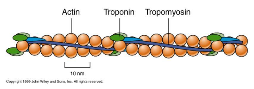 Muskelcellens uppbyggnad Till aktinfilamenten finns reglerproteinerna troponin och tropomyosin bundet