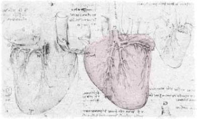 Kardiovaskulära systemet Hjärtat opumpfunktion