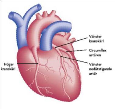 Hjärtats syresättning Ca 2+ styr kontraktionen av hjärtmuskelcellen ATP bryts ner under kontraktionsarbetet ATP bildas