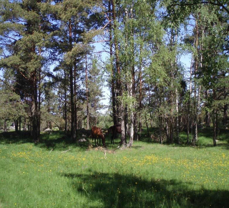 Icke-produktiva investeringar Vårdbiotoper och naturbeten 2/2 Ersättningsnivåer: objekt på