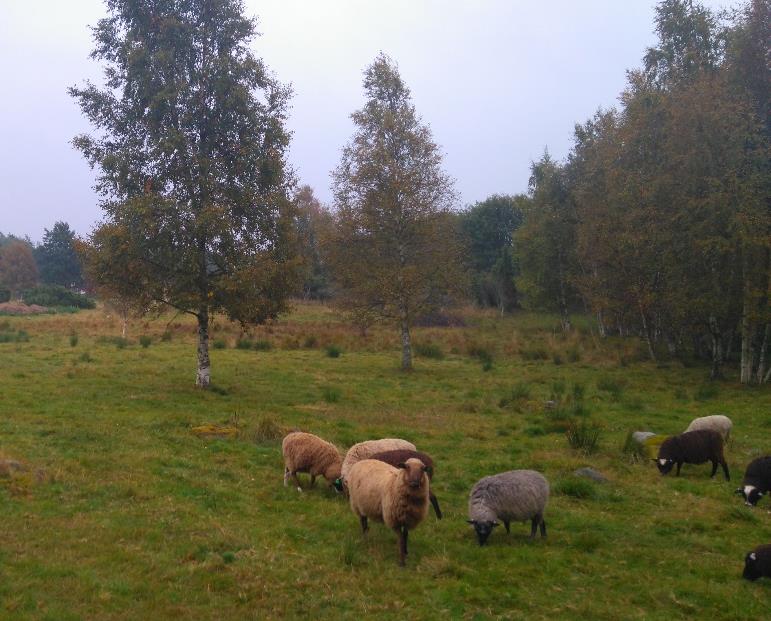 Bidrag och ersättning för