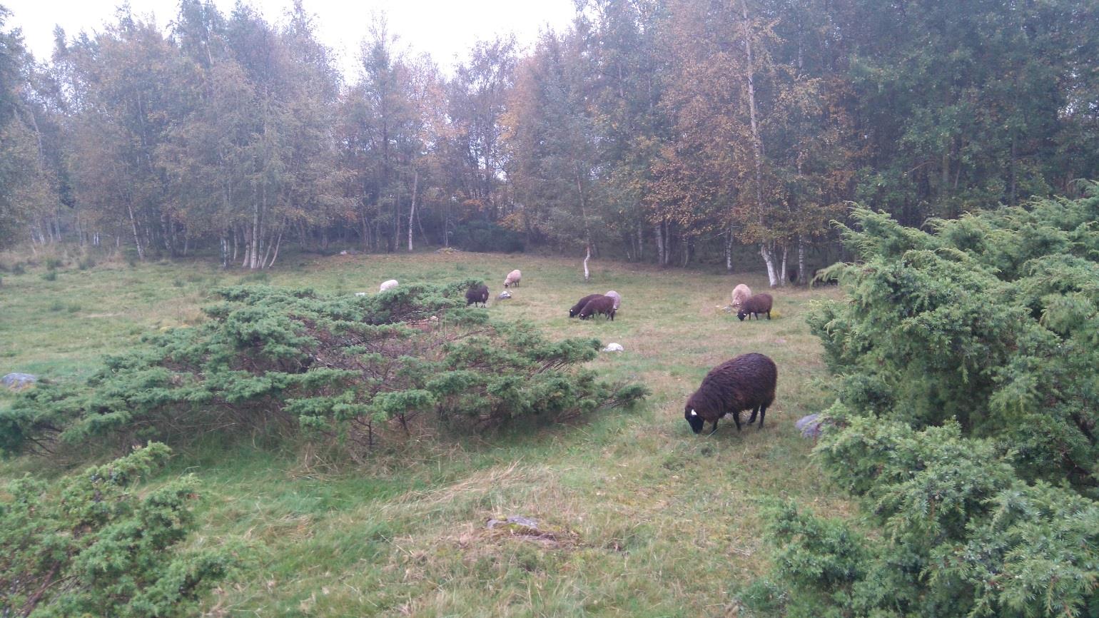 Ersättning för djurens välbefinnande/får och getter De ändringar som