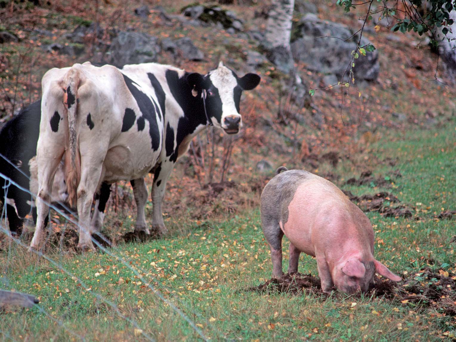 Foto: Jens Thuresson en sparsamt nyttjad möjlighet för ekologisk betesdrift Sambete innebär att man låter flera djurslag eller djur av olika ålder eller ras beta samma marker.