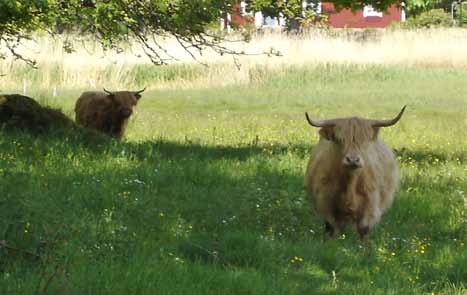 Almö Ryttarförening Hejsan! Alla som vill är hjärtligt välkomna ut till Almö Ryttarförening och hälsa på, speciellt nu under påsklovet.