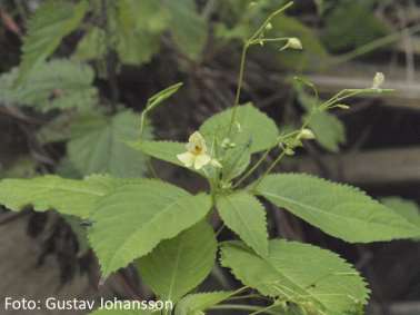 5. Blekbalsamin Impatiens parviflora Blekbalsamin är en giftig ettårig låg till medelstor ört som kan bli ca 50 cm hög med små blekgula upprätta blommor (Figur 10).
