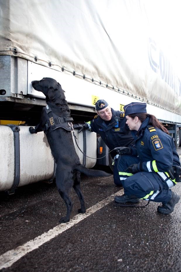 Sökhundar i Tullverket Narkotikasök sedan