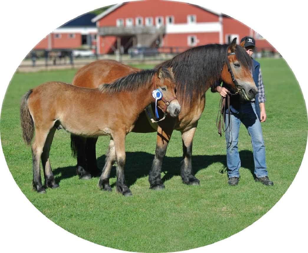 Nordsvenska Hästen Södra Älvsborg Medlemsblad nr 1