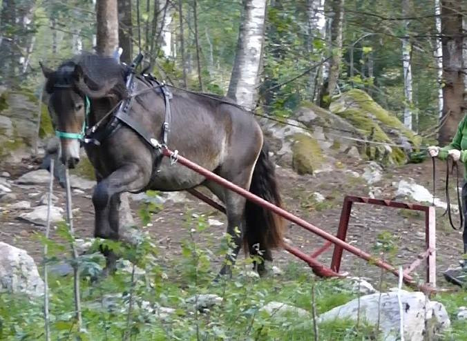 Saluhästar i distriktet Kaisy 22-10-0008, Ljbr. Sto f. -10 e. Kavaljer 1998 u. Daisy 23241 40 000:- + moms Inkörd, genomfört godkänt FKP & KBI på 42 p. Ensy 22-13-0038, Br. Sto f. -13 e.