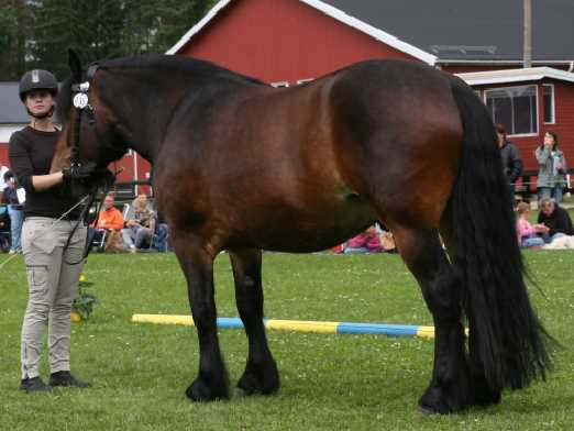 Hästägare som har hederspriser att hämta ut Diplomston: Eloise 22-12-0010, äg. Eva Johansson, Ljung. Ninza 22-12-0055, äg. Lotti Eriksson, Sexdrega. Janita 22-12-0048, äg. Gunnar Johansson, Sexdrega.