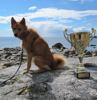 2013 års pristagare SSF Kennel Rahans Vandringspris 2013 Beräknas på resultatet från de 3 bästa jaktproven under året. Segraren får vandringspokal som sedan går vidare året efter.