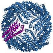 Three International ferritin standards (ICSH/WHO) 1st IS 80/602 liver ferritin 1985 Value: 9,3 µg protein/ampoul 2nd IS 80/578 spleen