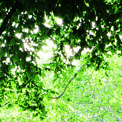 Ett Collage av upplevelser. En enkel ljusstråle söker sin väg genom miljoner av löv och grenar och vidare ned till gräset och mossan.
