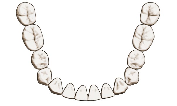 Introduktion Implantatstorlek/tandposition Designfilosofin bakom ASTRA TECH Implant System EV bygger på den naturliga tanduppsättningen och tillämpar en sätesspecifik crown down-princip med stöd av