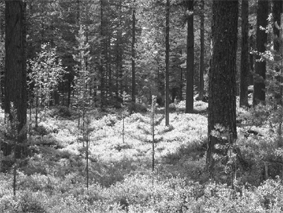 Figur 3. Mullholm, Arjeplog 2002. Denna skog höggallrades kraftigt 30 år tidigare och är nu mogen för ny höggallring. Kvaliteten på producerat timmer är mycket hög.