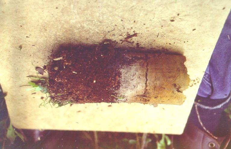 Nr 430 1999 Mark- och plantstudier i gödslingsförsöket D164 Billingsjön förhållanden 11 år efter slutavverkning Slutrapport till Anna och Nils Håkanssons stiftelse Sten