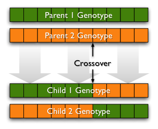 Crossover metoder fungerar genom att man korsar två individer med varandra och precis som i verkligheten så förs deras DNA vidare till barnet.