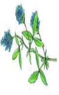 Havre Oat Avoin e Avena Senap Mustard Moutarde Sinapis Alba Blåluser n Alfalfa Luzerne Medicag o Sativa Rödklöver Red Clover Tréfle Rouge Trifolium Mängd kg/min kg/ Mängd kg/min kg/min Mängd kg/min