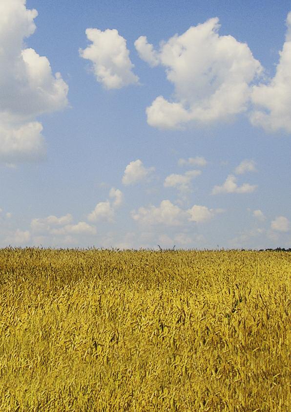 Ukraina är med 603 700 km2 Europas fjärde största land och är känt för sina bördiga fält väl lämpade för