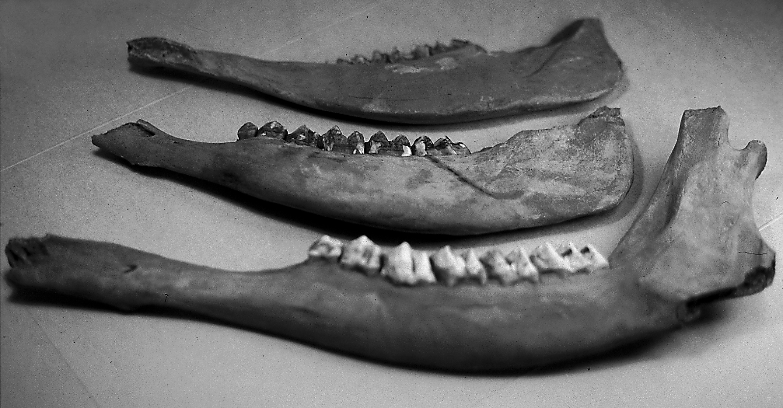 Fig. 7. Isläggar från en av brunnarna. Bone skates found in one of the wells. Fig. 8.