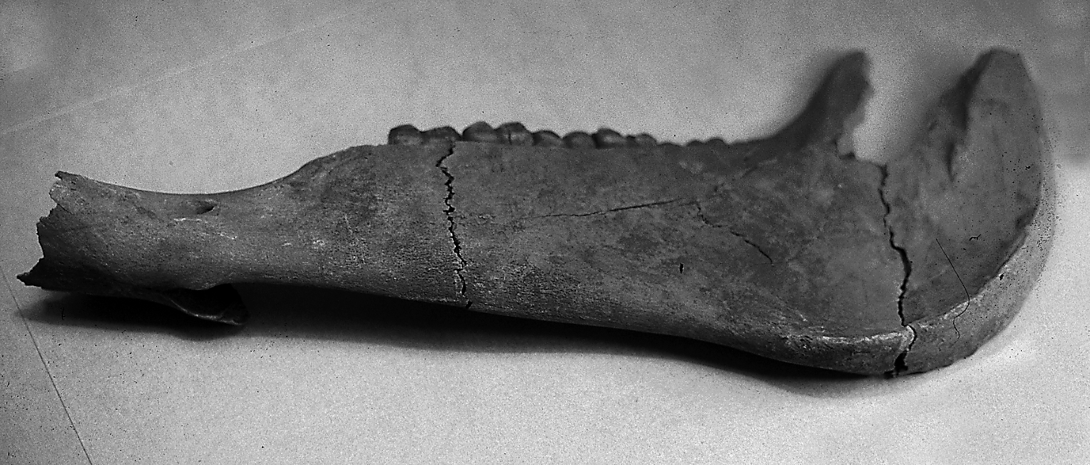 Fig. 2. Artfördelningen i brunnar och grophus uttryckt i % baserat på antalet fragment.
