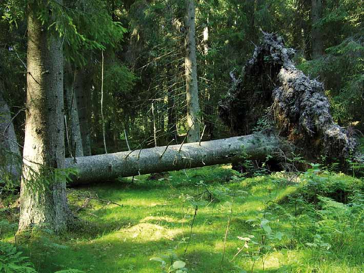 Skogsprogram Antaget av tekniska nämnden 2012 01 17 och