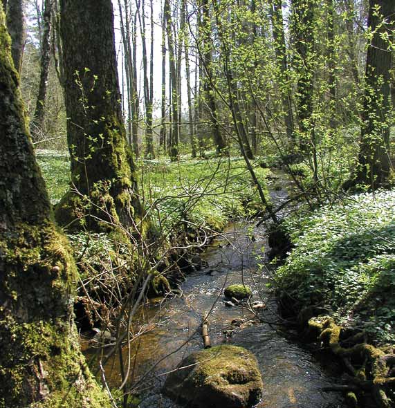 Biologisk mångfald Förutsättningarna för den biologiska mångfalden i kommunens skogar och trädbärande marker ska bevaras och förbättras.