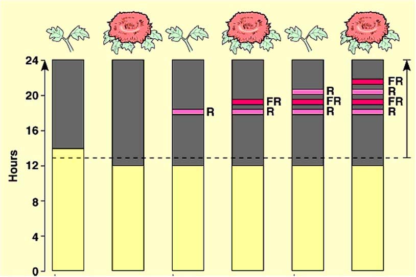 b) PEP-karboxylas deltar i CO 2 -assimilering under natten i C4-växter. (PEP-carboxylase participates in CO 2 assimilation over night in C4 plants.
