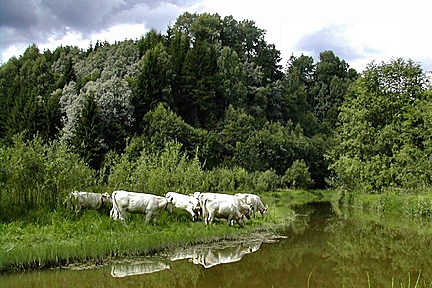 Patogener i livsmedel - bevattning av vegetabilier Statistik 1996-2006: Vegetabilier, 29 utbrott, 1200 sjuka Utbrott Utbrott 23% 4% 4% 8% 61% Organism