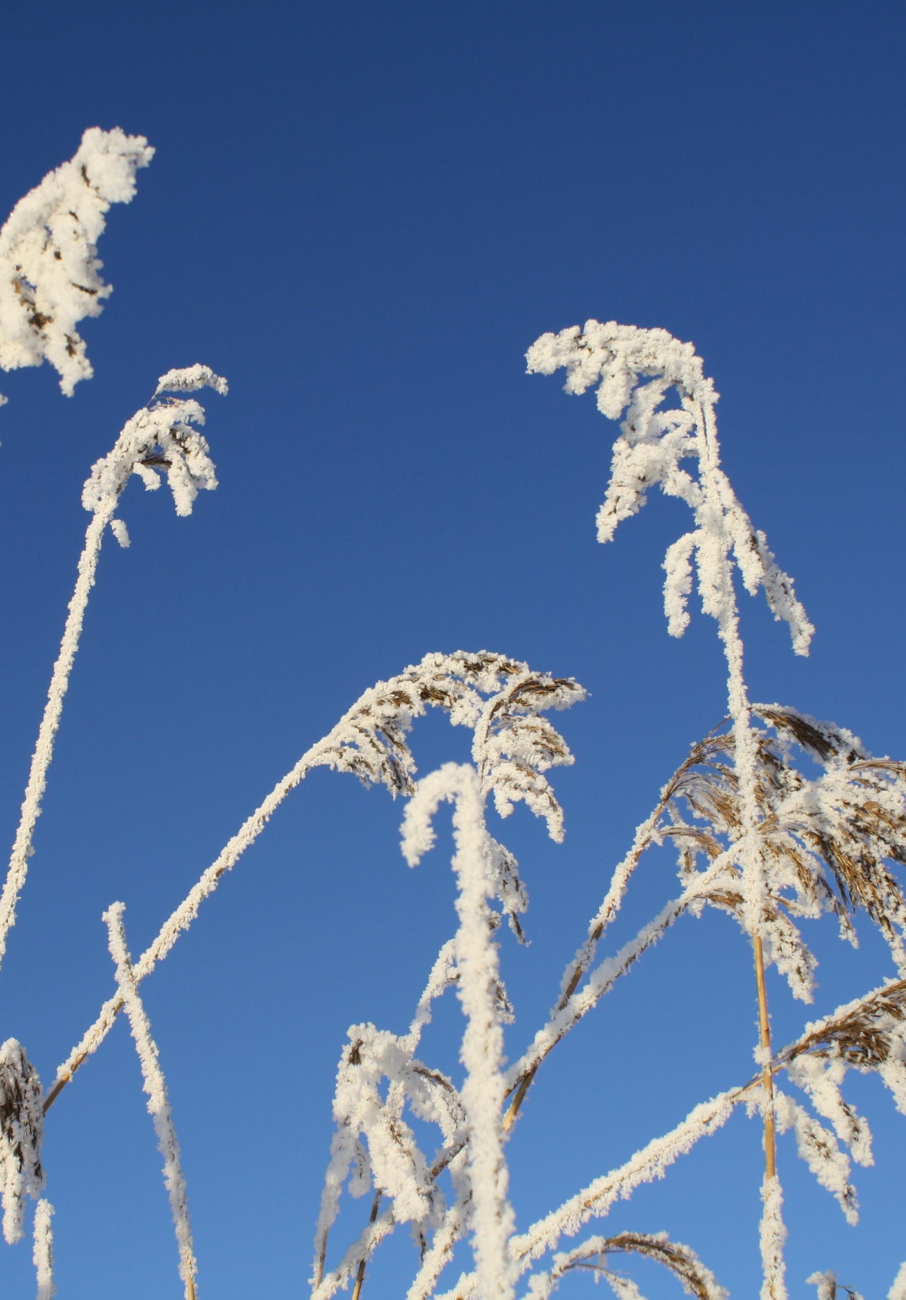 IMMANUELSKYRKAN SKÖVDE December 2015