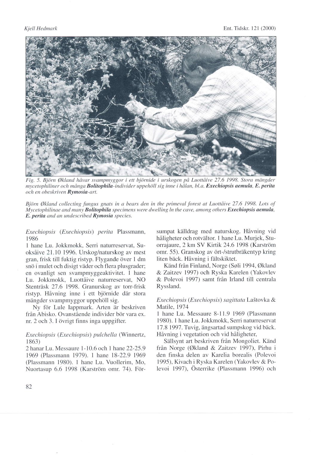 Kiell Hedmark Ent.Tidskr. l2l (2000) Fig. 5. Björn Oklancl hriyar svumpmyggor i ett biörnide i urskogen på Luotttiive 27.6 1996.