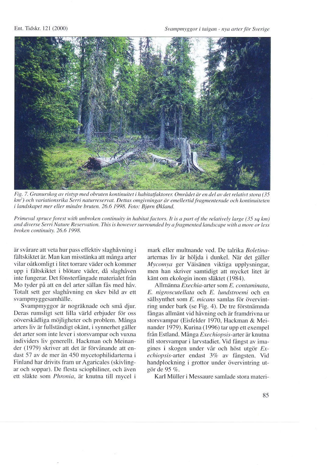 Ent. Tidskr. 121 (2000) Svampmyggor i taigan - nya arter för Sverige Fig. 7. Granurskog av ristyp med obruten kontinuitet i habitatfaktorer.