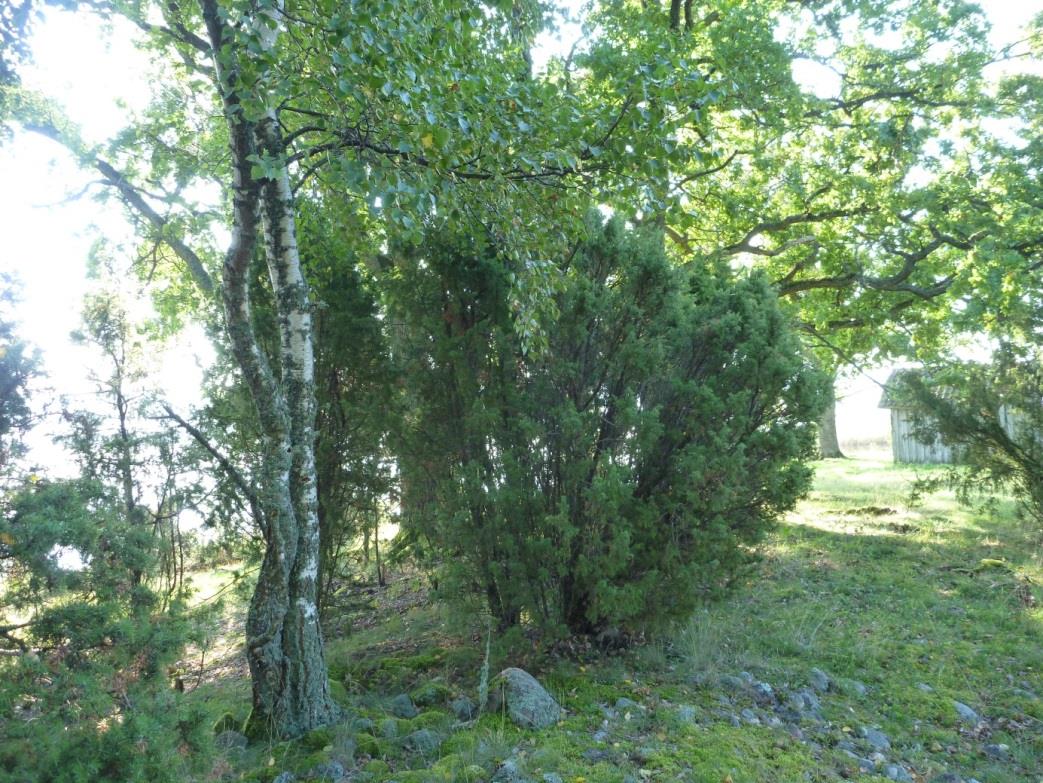 Delområde 6. Södra delen ca 0,6 ha Delområdet längst i söder är delvis ganska öppet med flera vidkroniga ekar, men på vissa ställen står tätare med asp, al och björk.