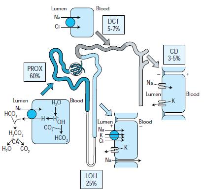 Na + utsöndringen regleras på tubulär nivå Dagligt normalt Na + intag/utsöndring 200 mmol/d = 4,5 g/d Daglig glomerulär