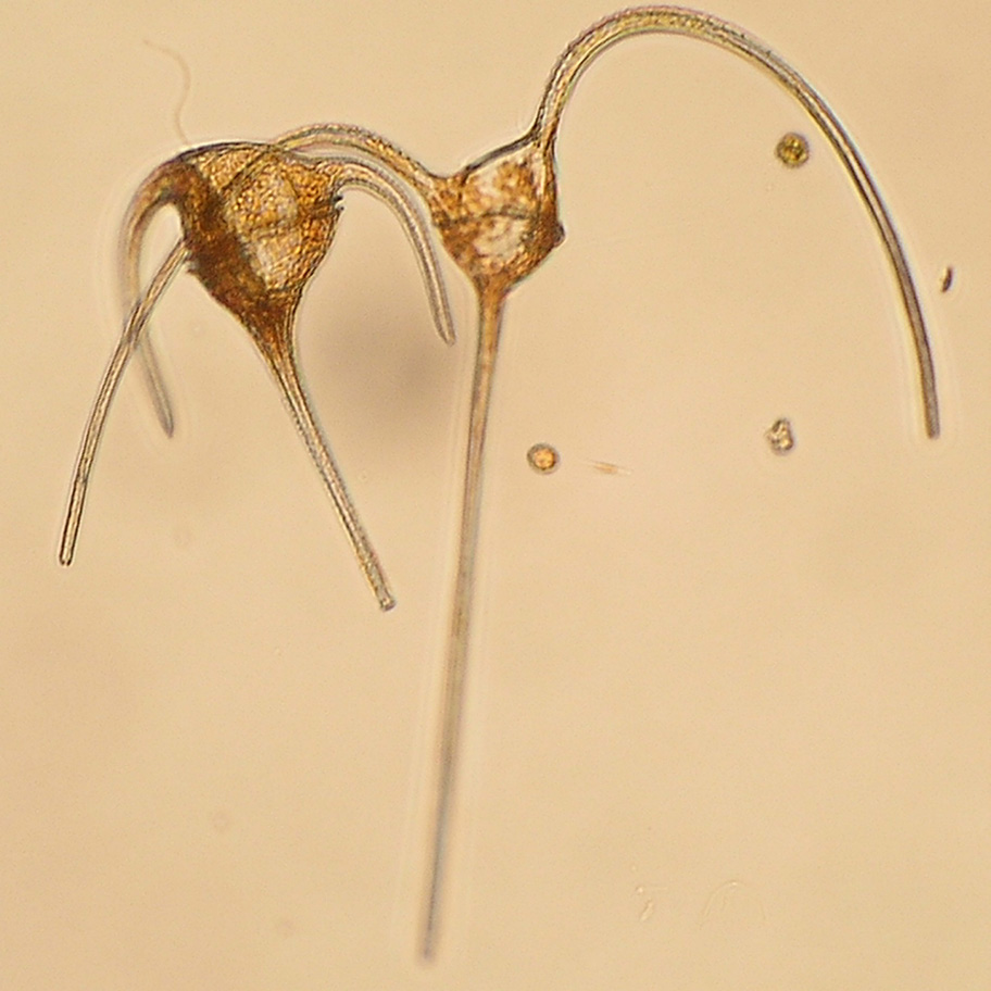 Mer detaljerad information om artsammansättningar och cellantal. Skagerrak Å17 2010-07-19 Dinoflagellatsläktet Ceratium var vanligast och bland arterna fanns C. longipes med störst antal celler.