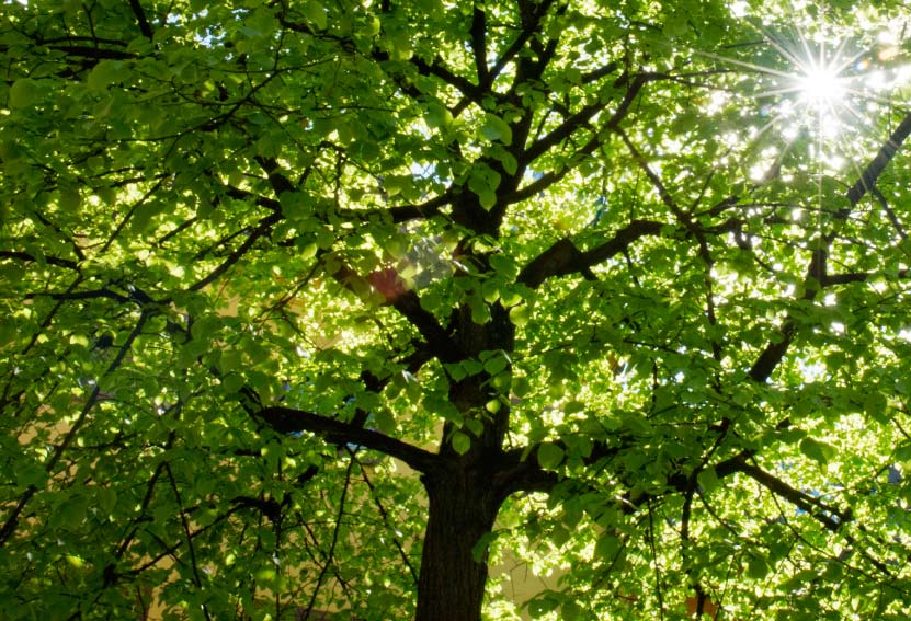 10 Konkret politik för konkreta resultat Klimatförhandlingarna i Köpenhamn behöver leda till konkreta resultat.