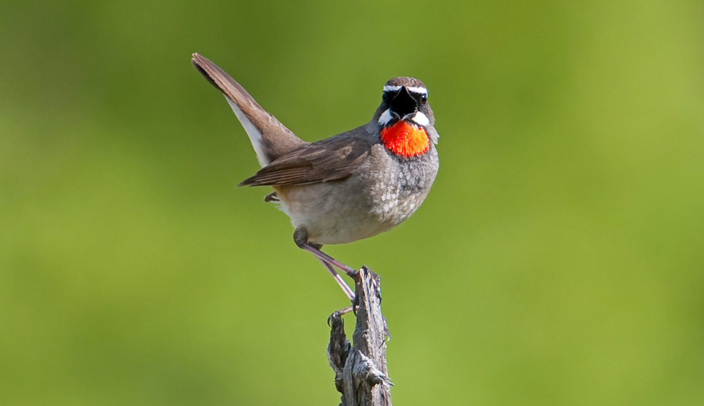 181. Stensångare Phylloscopus griseolus 1 ex Yolym Am 26/5 182. Kungsfågelsångare Phylloscopus proregulus Observerad 9 av resans 17 dagar 183.