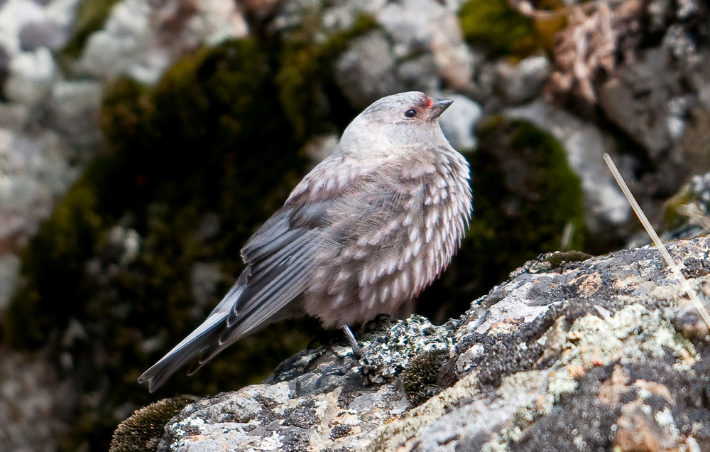 230. Lappsparv Calcarius lapponicus 1 ex Bayannuur 4/6 231. Tallsparv Emberiza leucocephalos Allmän i Terelj och HG Valley 232.