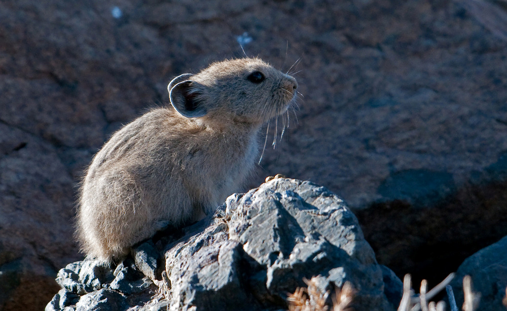 Mongolisk ökenmus. Foto: Hans Alm ARTLISTA DÄGGDJUR 1. Skogshare Lepus timidus 1 ex Terelj NP 7/6 2.