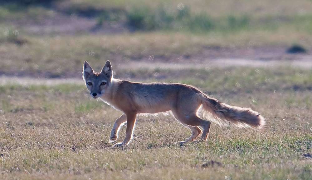 6. Euroasiatisk ekorre Sciurus vulgaris 1 ex Tongorog Pass 1/6, allmän i HG Valley, 5 ex Terelj NP 6/6, 2 ex Terelj NP 7/6 7.