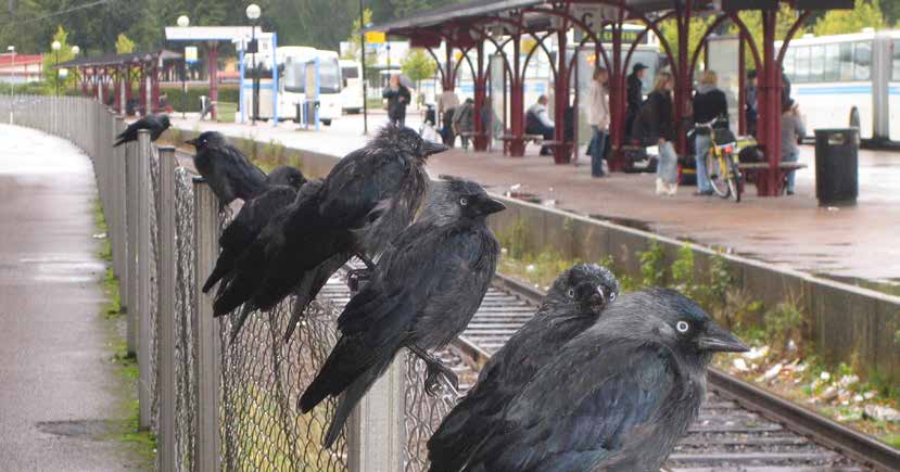 ALLMÄNNA AVTALSVILLKOR Allmänna avtalsvillkor Trafikverkets allmänna avtalsvillkor innehåller generella bestämmelser för samtliga tjänster.