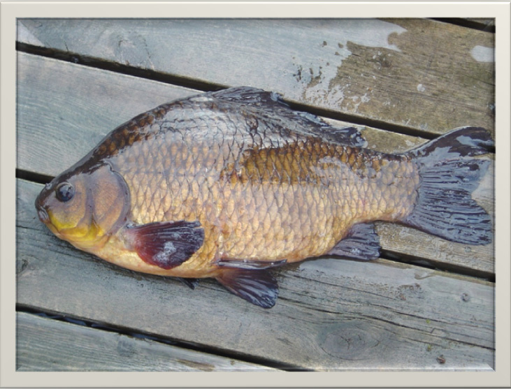 Foto 1. En ruda erhölls vid provfisket i Edssjön Figur 3a-d.