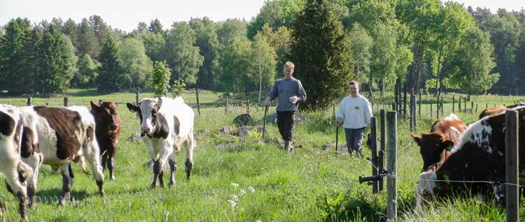 Gummibeklädnad av betongspalt för ökad välfärd i helspaltboxar Gummibeläggning på golv i helspaltboxar blev en aktuell fråga när de svenska djurskyddsföreskrifterna ändrades år 2007.