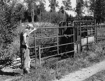 Grovfoder 25 Naturbetesmarker 38 Djurvälfärd och beteende