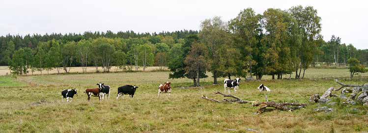 Mjölkutfodring av förmedlingskalv var ett arbetsamt moment och frågan var hur många gånger per dag kalven behövde få mjölk. Försöken visade att kalvar mådde bra av att dela dagsransonen på två givor.