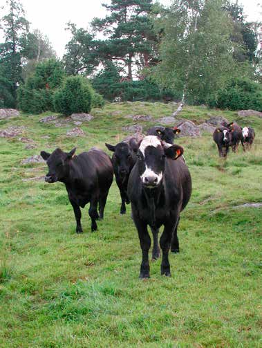 Uppfödningsmodeller Anguskvigor. Charolaiskvigor. Slaktkroppshalvor av charolaiskviga, hängd normalt i akillessenan till vänster och i bäckenbenet till höger. Bestämning av marmorering i ryggbiffen.