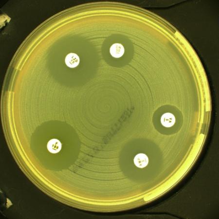 h vs 1 h incubation Enterococcus faecalis ATCC 292 after h