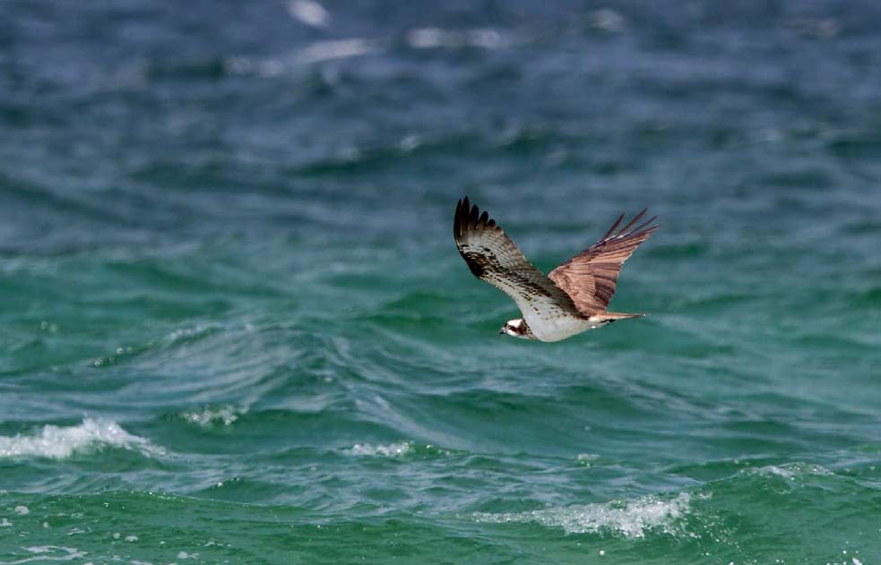 Kungsörn Aquila chrysaetos En kungsörn var nere och vände i oktober men något utsträck blev det inte frågan om. Annars har genomsnittet ökat från en på 1970-talet till tre de senaste fyra åren.