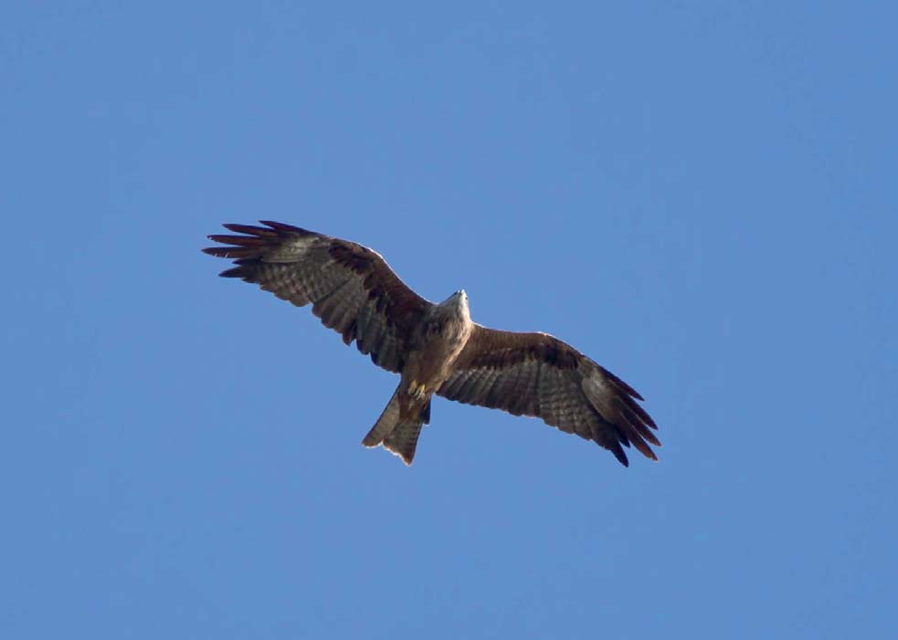 Brun glada (adult) på sträck förbi Nabben 11 september 2014. Foto: Bengt Grandin. är sämre dokumenterad.